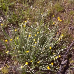 Chrysocephalum apiculatum at Jerrabomberra, ACT - 3 Nov 2016 10:00 AM