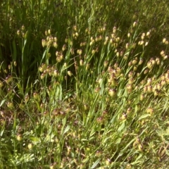 Briza maxima (Quaking Grass, Blowfly Grass) at Isaacs Ridge Offset Area - 2 Nov 2016 by Mike