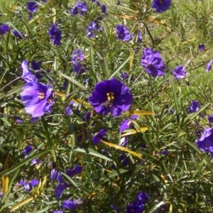 Solanum linearifolium at Isaacs Ridge Offset Area - 3 Nov 2016