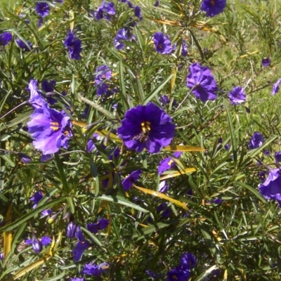 Solanum linearifolium (Kangaroo Apple) at Isaacs Ridge Offset Area - 2 Nov 2016 by Mike