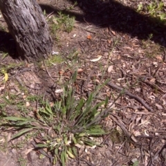 Cynoglossum australe (Australian Forget-me-not) at Isaacs Ridge Offset Area - 3 Nov 2016 by Mike