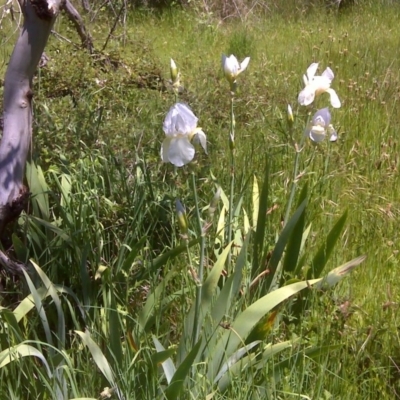 Iris germanica (Tall Bearded Iris) at Isaacs Ridge - 3 Nov 2016 by Mike