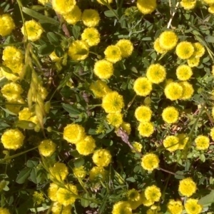 Trifolium campestre at Jerrabomberra, ACT - 3 Nov 2016 12:37 PM