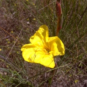 Oenothera stricta subsp. stricta at Isaacs Ridge - 3 Nov 2016