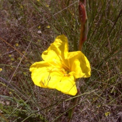 Oenothera stricta subsp. stricta (Common Evening Primrose) at Isaacs Ridge - 3 Nov 2016 by Mike