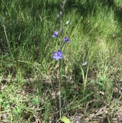 Thelymitra peniculata (Blue Star Sun-orchid) at The Pinnacle - 3 Nov 2016 by JohnBB