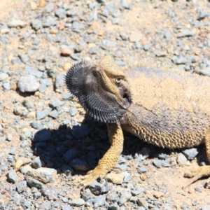 Pogona barbata at Canberra Central, ACT - 4 Nov 2016