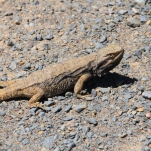 Pogona barbata at Canberra Central, ACT - 4 Nov 2016