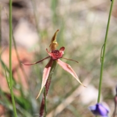 Caladenia actensis (Canberra Spider Orchid) at Canberra Central, ACT - 4 Nov 2016 by petersan