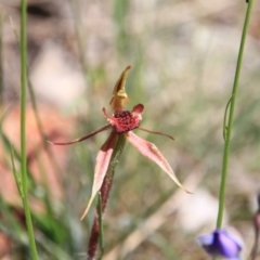 Caladenia actensis (Canberra Spider Orchid) by petersan