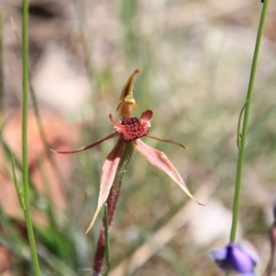 Caladenia actensis (Canberra Spider Orchid) at Canberra Central, ACT - 4 Nov 2016 by petersan