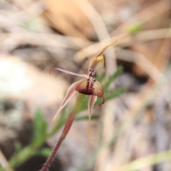 Caladenia actensis at suppressed - 4 Nov 2016