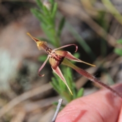 Caladenia actensis at suppressed - 4 Nov 2016