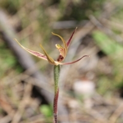 Caladenia actensis at suppressed - 4 Nov 2016