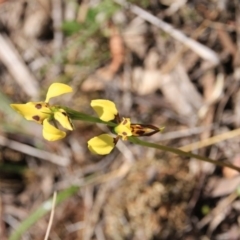 Diuris sulphurea (Tiger Orchid) at Canberra Central, ACT - 4 Nov 2016 by petersan