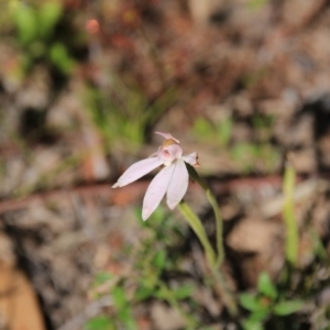 Caladenia carnea at Canberra Central, ACT - 4 Nov 2016