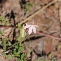 Caladenia carnea at Canberra Central, ACT - 4 Nov 2016