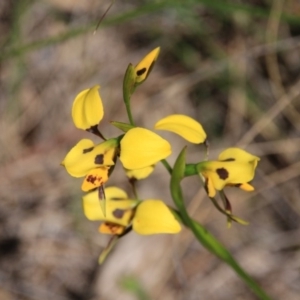 Diuris sulphurea at Canberra Central, ACT - 4 Nov 2016