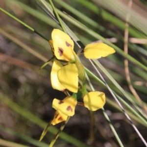 Diuris sulphurea at Hackett, ACT - suppressed