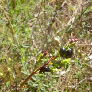 Chrysolina quadrigemina at Garran, ACT - 4 Nov 2016 09:55 AM