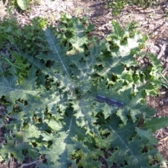 Onopordum acanthium (Scotch Thistle) at Garran, ACT - 4 Nov 2016 by Mike