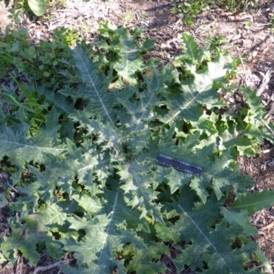 Onopordum acanthium (Scotch Thistle) at Garran, ACT - 4 Nov 2016 by Mike