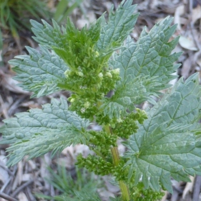 Urtica urens (Small Nettle) at Garran, ACT - 3 Nov 2016 by Mike