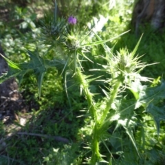 Carduus tenuiflorus (Winged Slender Thistle) at Mount Mugga Mugga - 4 Nov 2016 by Mike