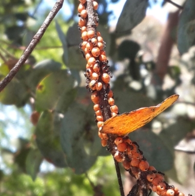 Eriococcus coriaceus (Gumtree Scale) at Pearce, ACT - 4 Nov 2016 by Speedsta