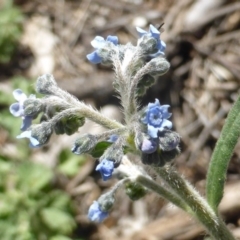 Cynoglossum australe (Australian Forget-me-not) at Mount Mugga Mugga - 4 Nov 2016 by Mike