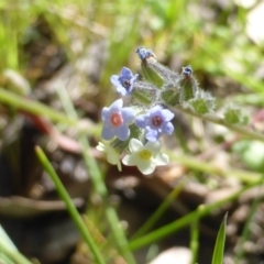 Myosotis discolor (Forget-me-not) at Mount Mugga Mugga - 4 Nov 2016 by Mike