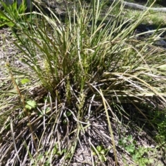 Lomandra sp. (A Matrush) at Mount Mugga Mugga - 4 Nov 2016 by Mike