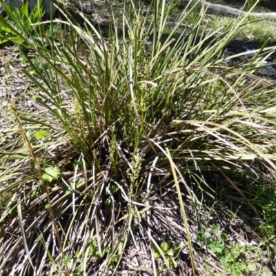 Lomandra sp. (A Matrush) at Garran, ACT - 3 Nov 2016 by Mike