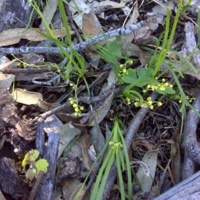 Lomandra filiformis (Wattle Mat-rush) at Symonston, ACT - 4 Nov 2016 by Mike