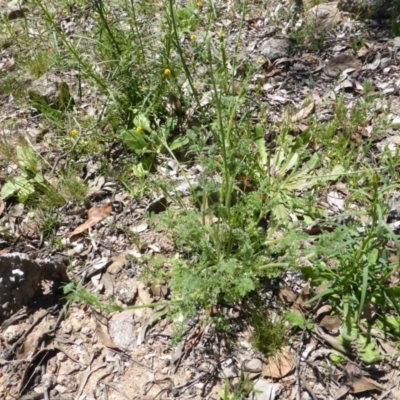 Daucus glochidiatus (Australian Carrot) at Mount Mugga Mugga - 4 Nov 2016 by Mike