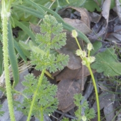 Daucus glochidiatus at Symonston, ACT - 4 Nov 2016 11:25 AM