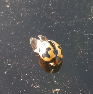 Coccinella transversalis at Hume, ACT - 4 Nov 2016 06:31 PM