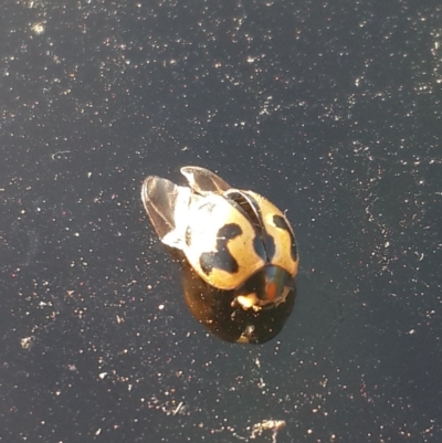 Coccinella transversalis (Transverse Ladybird) at Hume, ACT - 4 Nov 2016 by Speedsta