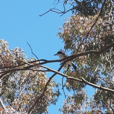 Cracticus torquatus (Grey Butcherbird) at Mount Taylor - 4 Nov 2016 by Speedsta