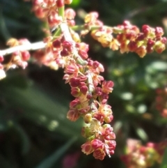 Rumex acetosella (Sheep Sorrel) at Hume, ACT - 4 Nov 2016 by Speedsta