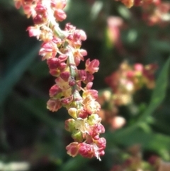 Rumex acetosella at Hume, ACT - 4 Nov 2016 05:40 PM