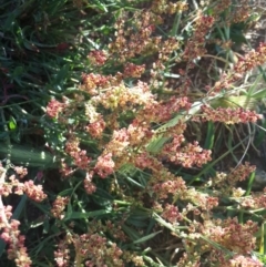 Rumex acetosella at Hume, ACT - 4 Nov 2016 05:40 PM