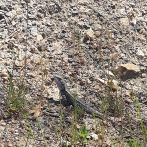 Amphibolurus muricatus at Pearce, ACT - 4 Nov 2016 02:16 PM