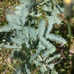 Acacia baileyana (Cootamundra Wattle, Golden Mimosa) at Torrens, ACT - 4 Nov 2016 by Speedsta