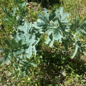 Acacia baileyana at Torrens, ACT - 4 Nov 2016