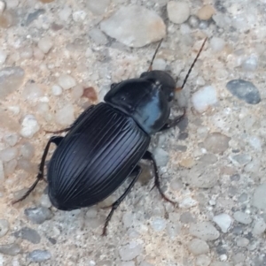 Gnathaphanus sp. (genus) at Queanbeyan West, NSW - 4 Nov 2016