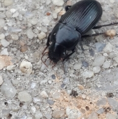 Gnathaphanus sp. (genus) at Queanbeyan West, NSW - 4 Nov 2016