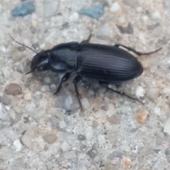 Gnathaphanus sp. (genus) at Queanbeyan West, NSW - 4 Nov 2016