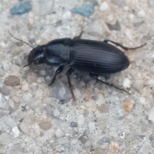 Gnathaphanus sp. (genus) at Queanbeyan West, NSW - 4 Nov 2016