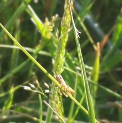 Macrotona australis at Hume, ACT - 4 Nov 2016